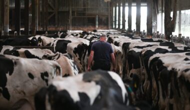 German sheep farmers are describing this virus as the 'most aggressive' they've seen in over a decade