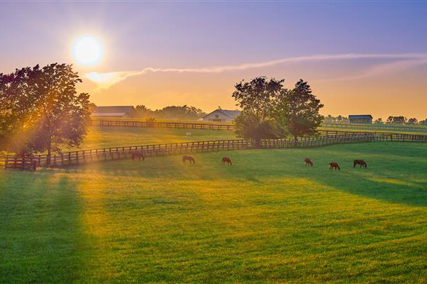 horses grazing in pasture at sunrise