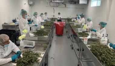 Tour of cannabis factory in Canada shows glimpse of road ahead for Ireland