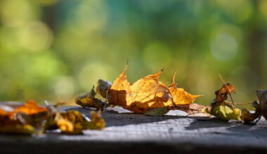 Meteorologists predict strong wind and rain in Latvia