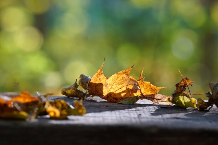 Meteorologists predict strong wind and rain in Latvia