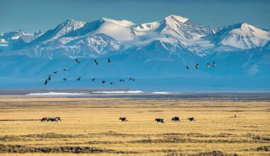 Caribou in the coastal plain of the Arctic National Wildlife Refuge in Alaska in 2019.