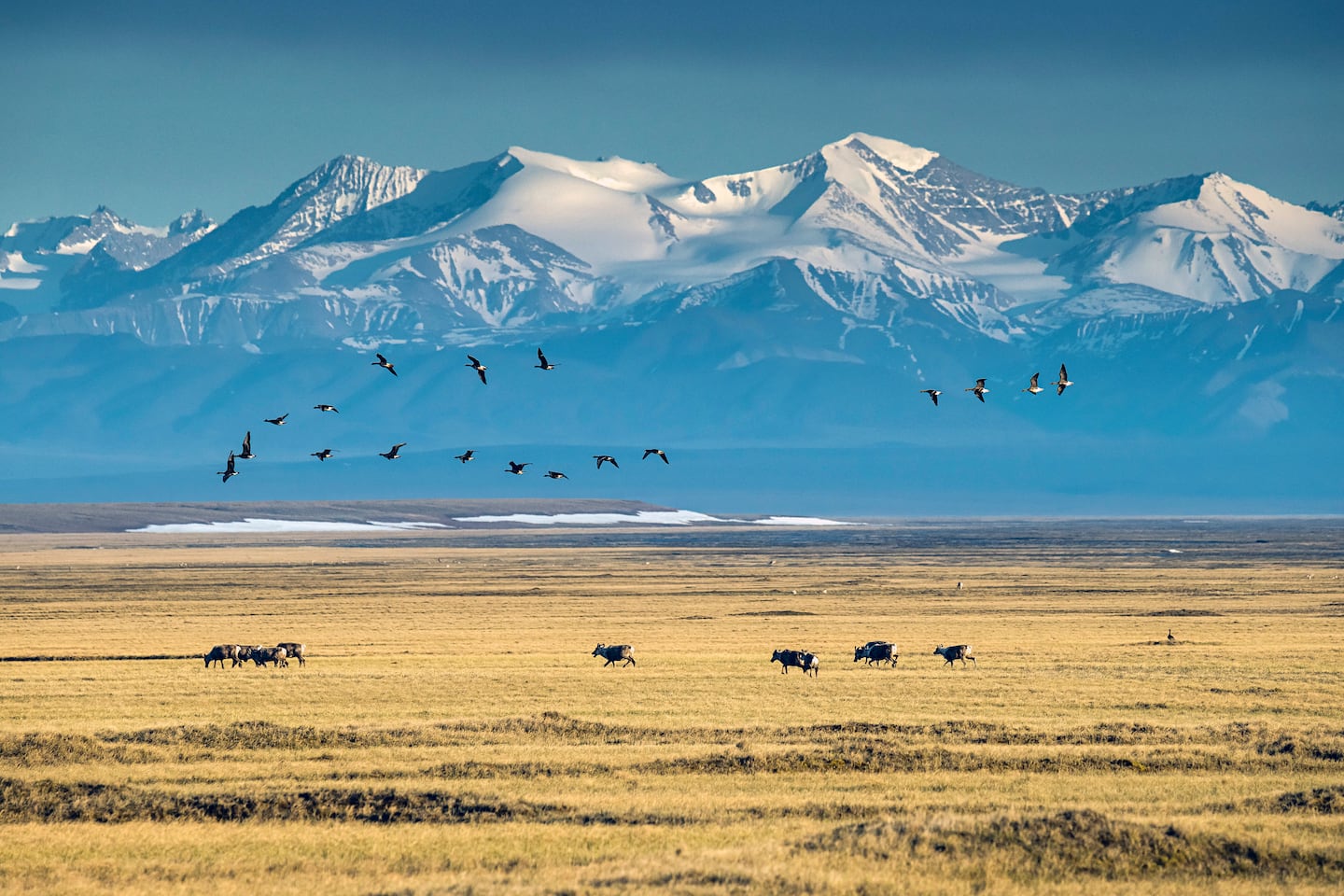 Caribou in the coastal plain of the Arctic National Wildlife Refuge in Alaska in 2019.