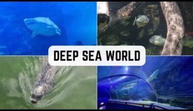 Taking a visit to Deep Sea World situated under the iconic Forth Rail Bridge near Edinburgh, Scotland, featuring its underwater tunnels.