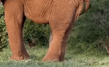 Comme vous avez l'air d'aimer la magie du monde animal en ce moment, j'ai penser à vous.