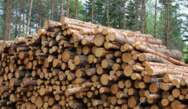 Finland must cut logging by 25% to meet 2035 carbon neutrality goal