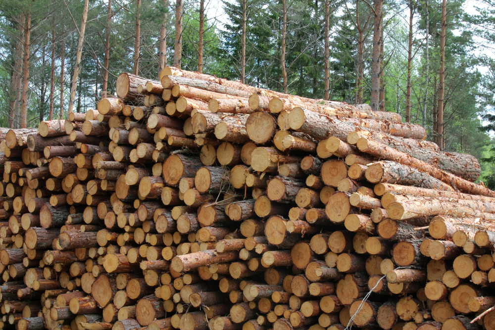 Finland must cut logging by 25% to meet 2035 carbon neutrality goal