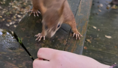 Red squirrels are so lovely (Yorkshire arboretum)