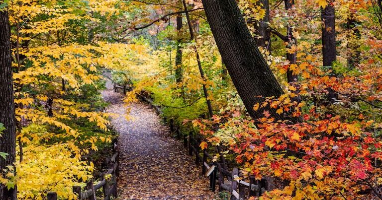 Trail through New York Botanical Garden's Thain Forest. Image courtesy of New York Botanical Garden.