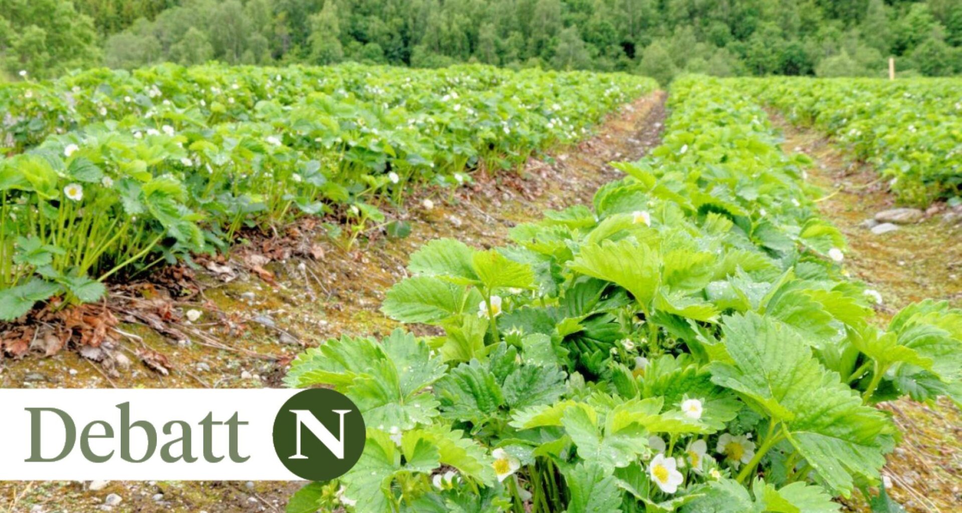 Økologisk landbruk, Norge | NIBIO: Norge er dårligst på økologisk