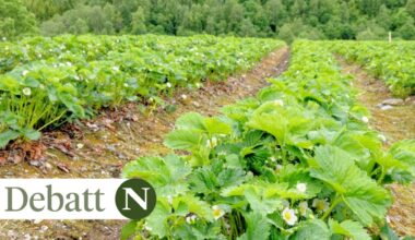 Økologisk landbruk, Norge | NIBIO: Norge er dårligst på økologisk