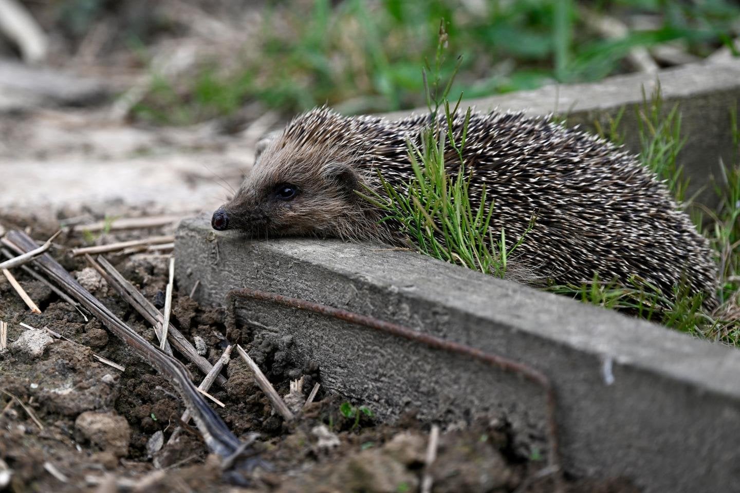 Le hérisson désormais « quasi menacé » d’extinction