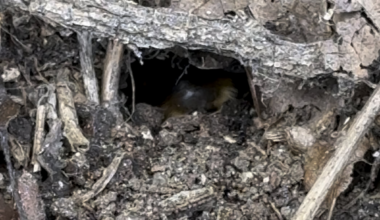 Spent a while watching a queen bumblebee dig out her winter nest.