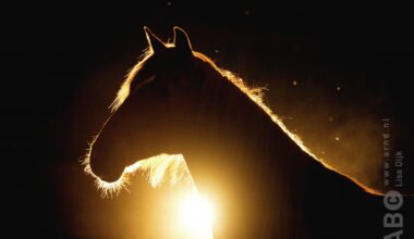 Opnieuw geval van moeraskoorts bij illegaal geïmporteerd paard in België