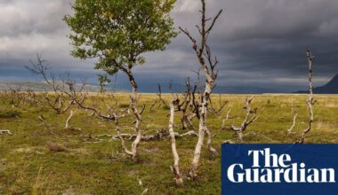 What happens to the world if forests stop absorbing carbon? Ask Finland