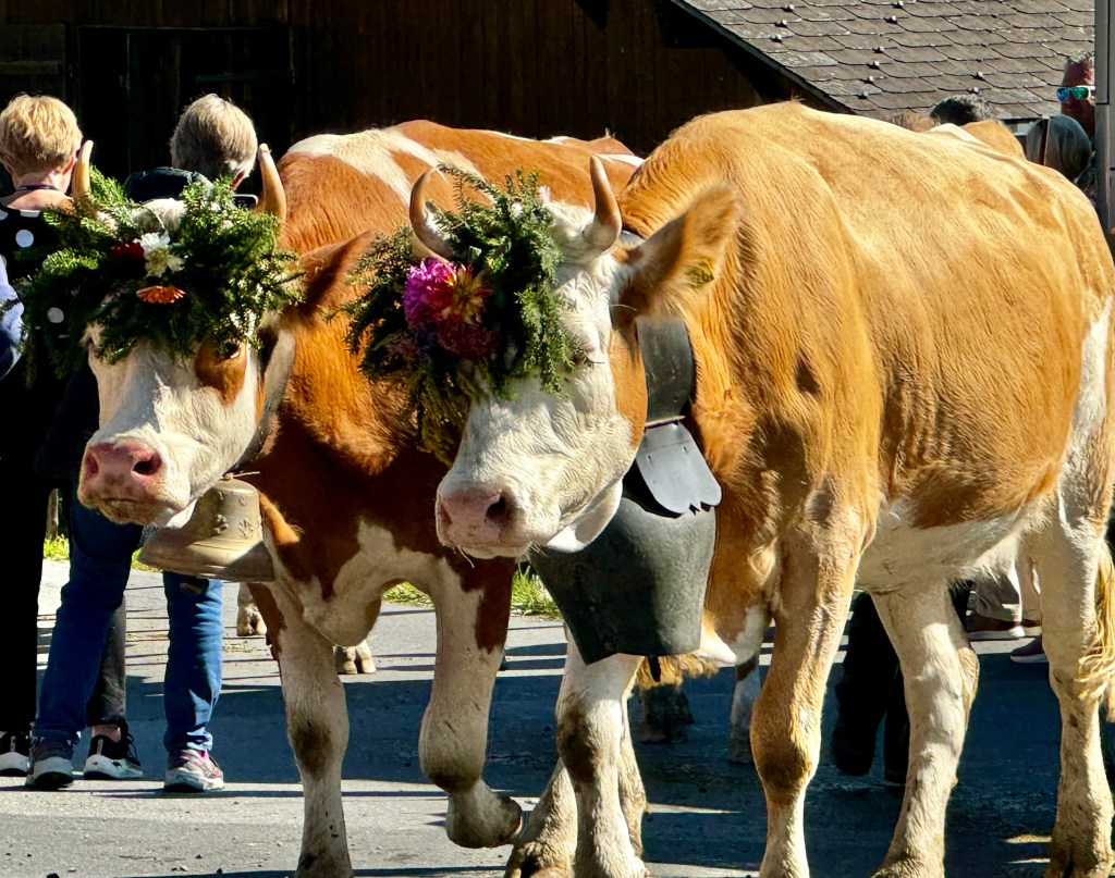 Pioneer Press reader trip to Switzerland, Austria and Oktoberfest features mountains, cows, cheese and beer – Twin Cities