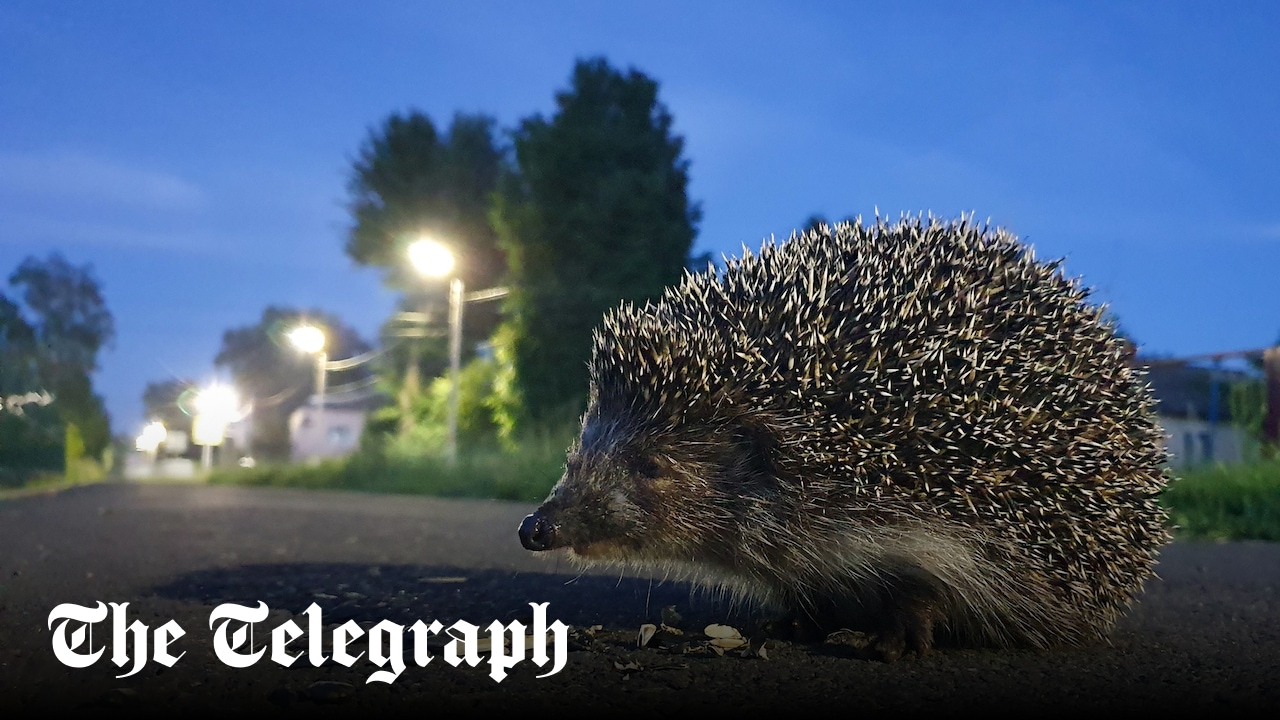 Hedgehog extinction fears grow as population plummets in Europe