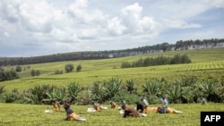 FILE - Sasini employees work in a tea field at Kipkebe Tea Estate near Musereita, Kenya on Oct. 21, 2022.