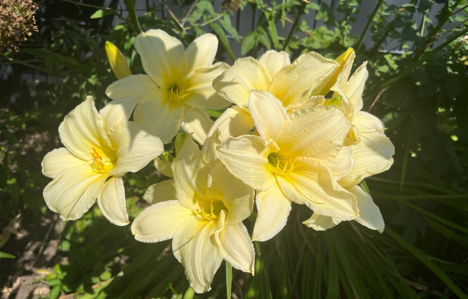 Hemerocallis seedling