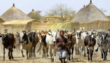 Magyarország hatalmas területet kaphatott volna Afrikában