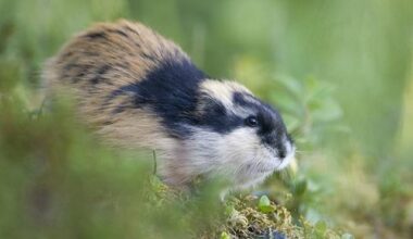 When is the famed lemming year going to happen in Finland? When was the last one?