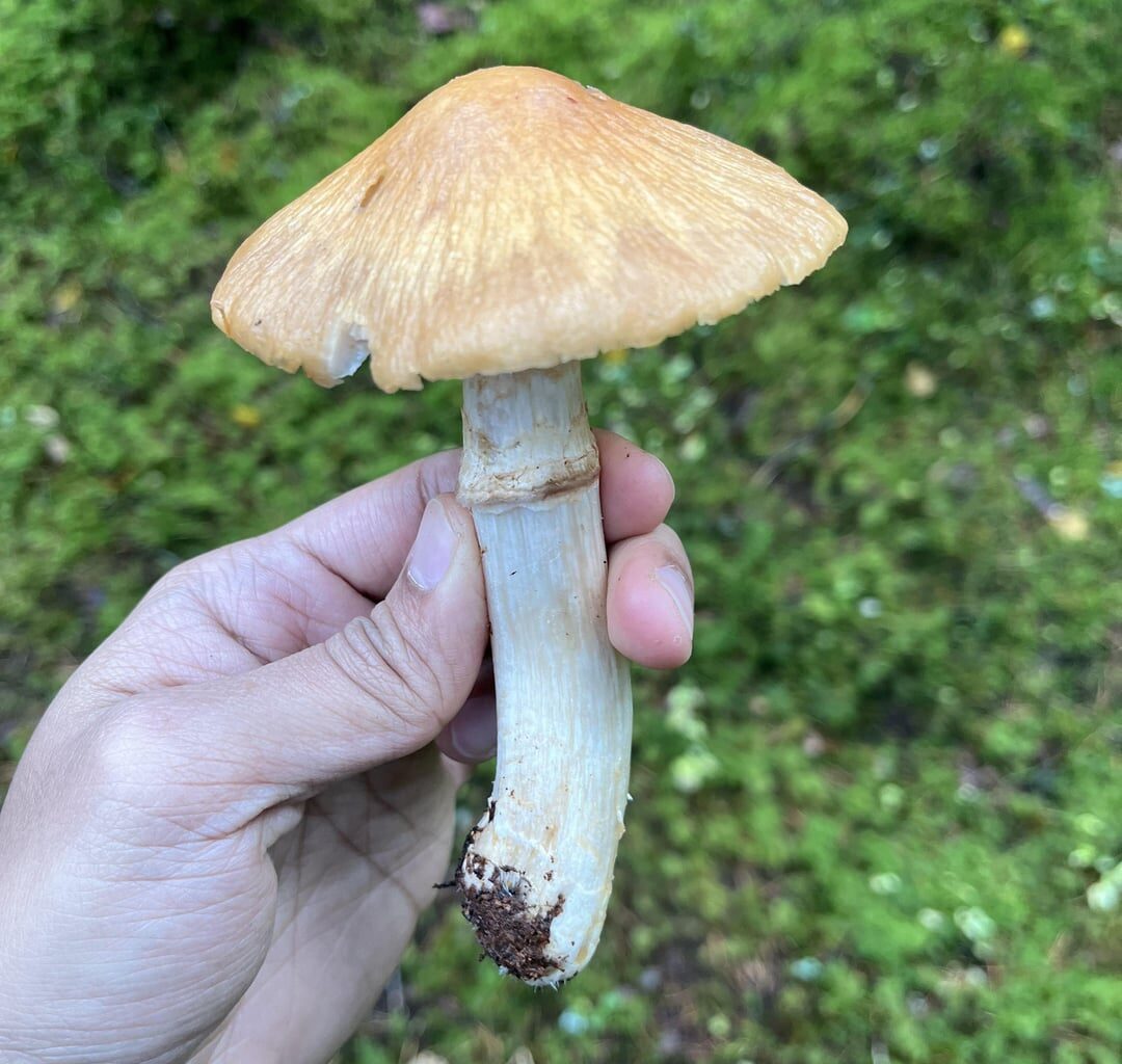 Is this gypsy mushroom (kehnäsieni)?