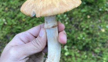 Is this gypsy mushroom (kehnäsieni)?