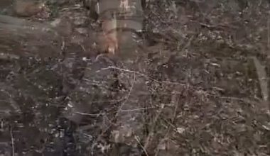 Ukrainian paratroopers showed seven liquidated Russian 155th war criminals in the Kursk region. VIDEO 18+