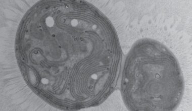 A novel strain of cyanobacteria, or algae that can rapidly grow and double every 2.35 hours in presence of CO₂ has been discovered by researchers from Harvard. It can readily sink in water which makes it a primary candidate to sequester carbon from oceans and factories.