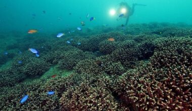 Southern corals taking root in warming waters of Tokyo Bay | The Asahi Shimbun: Breaking News, Japan News and Analysis