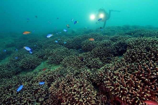 Southern corals taking root in warming waters of Tokyo Bay | The Asahi Shimbun: Breaking News, Japan News and Analysis