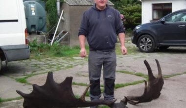 7000 years old Skull and Antlers of an extinct Irish Elk found by fishermen in Ireland