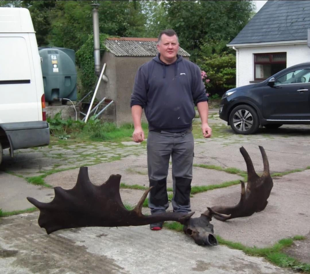 7000 years old Skull and Antlers of an extinct Irish Elk found by fishermen in Ireland