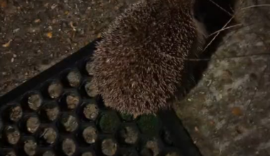 Saw a live hedgehog for the first time today!