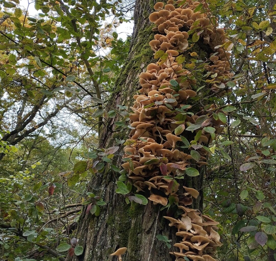 Oktoberwanderungen