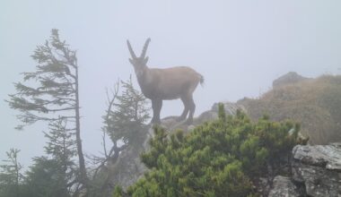 Steinbock im Nebel.