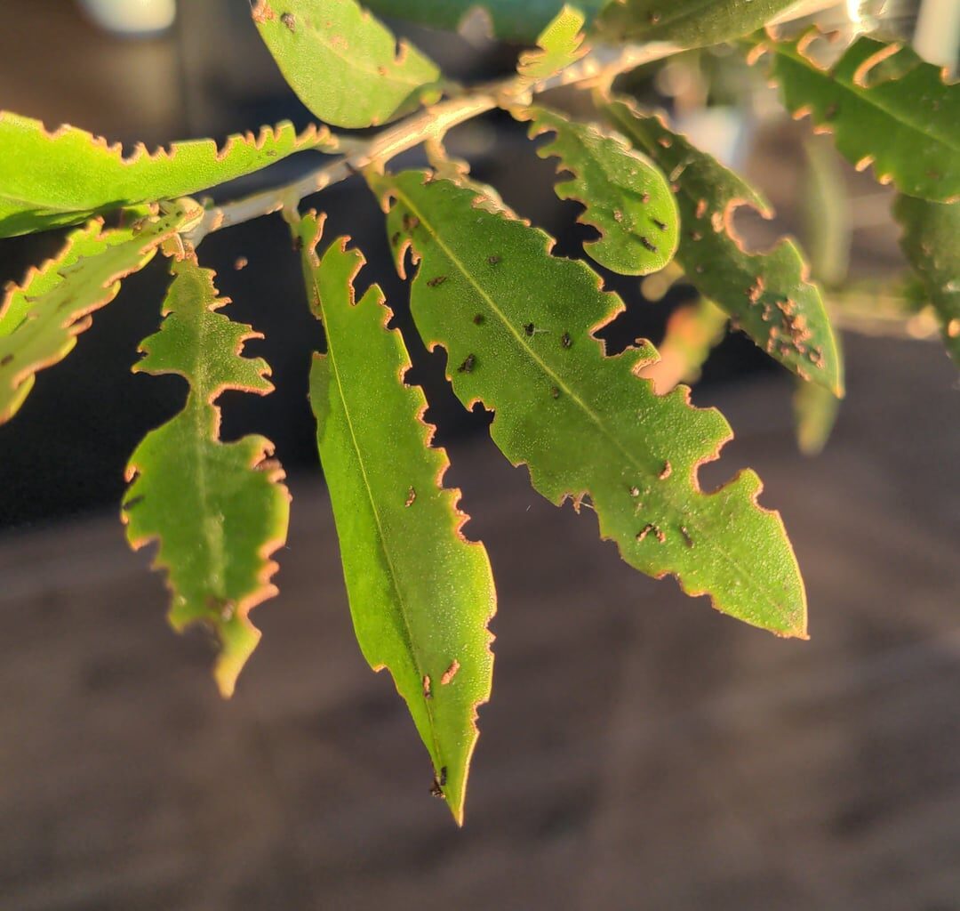 Was befällt meinen Olivenbaum?