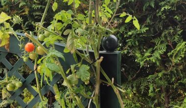 Tomaten für nächstes Jahr