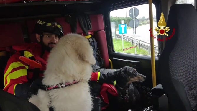 Photo of dogs saved from flooding in Campegine, Italy on Sunday, Oct. 20. 