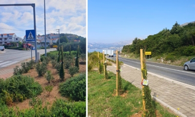 Croatia Naturally Yours: Konavle Plants Native Cypress Trees to Promote Eco-Friendly Tourism