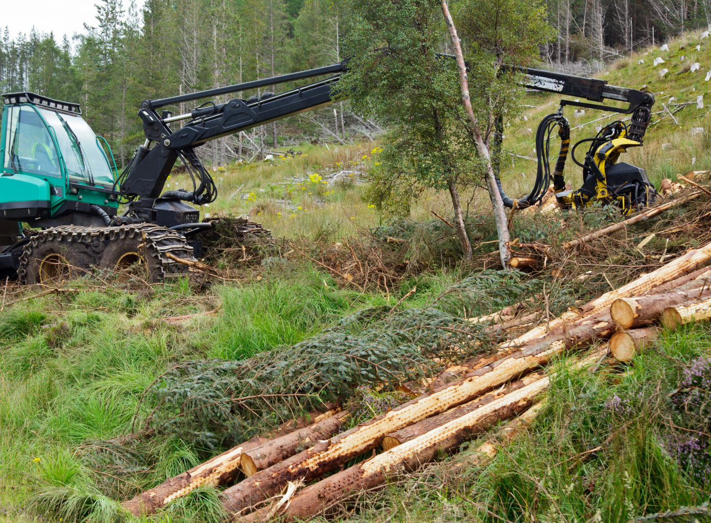 Energywood prices in Finland increase sharply in Q3 2024