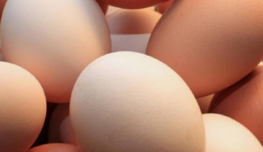 Moldovan farm authorized to export eggs to EU