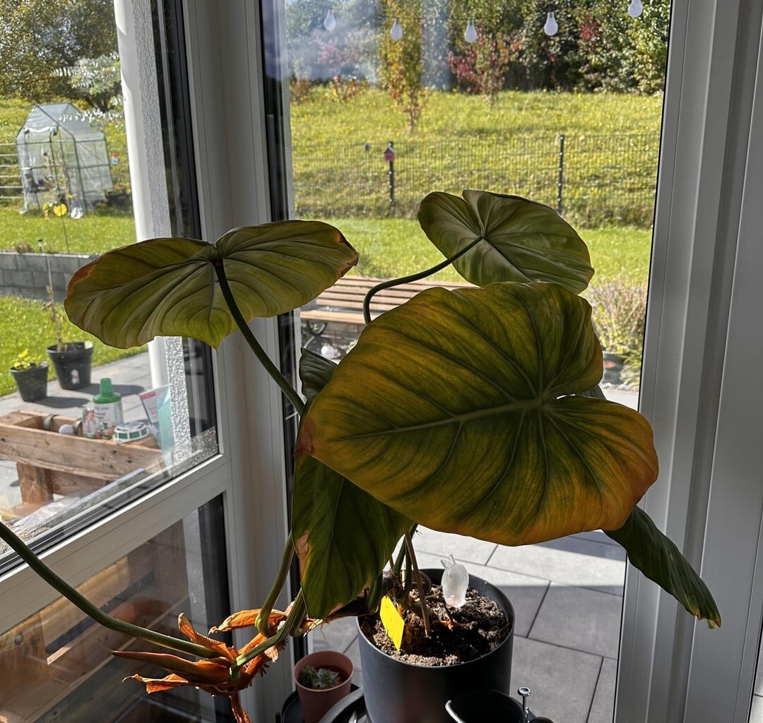 Wie kann ich meiner Philidendron helfen?