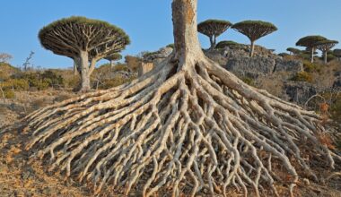 1 in 3 Tree Species Worldwide at Risk of Extinction, Report Finds