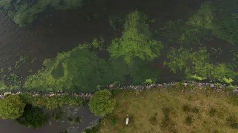 PA Media An aerial image of Lough Neagh. The water has large green blooms of algae.