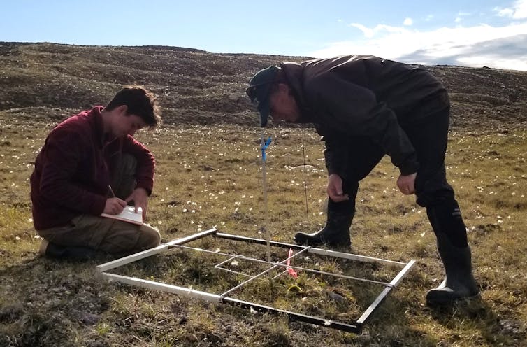 Two men observe vegitation in a patch of ground.