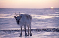 A Caribou and sunset.