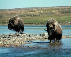 Muskoxen walk through a river.