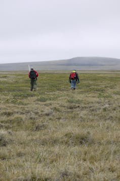 Two men in hiking gear walk through a field.