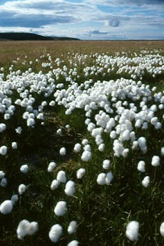 A patch of cotton plants.